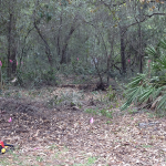 Area cleared for Hen House and Yard