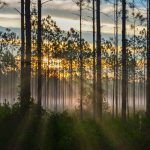 Ocala Forest Sunrise