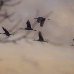 Sandhill Cranes