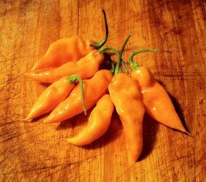 Datil Peppers