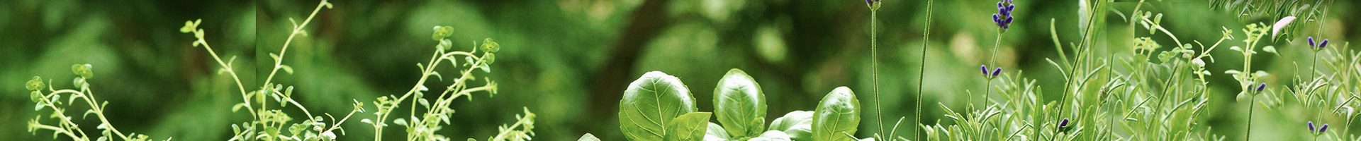 Growing Herbs in Florida