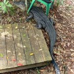 Alligator under lawn chair