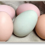 Colorful Egg Production