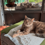 Luna Chillin' on the Porch