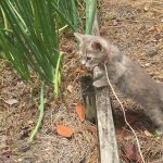 Luna in the Garden