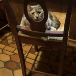 Luna peels through chair