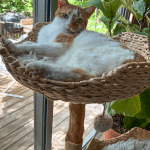 Tiger in Cat Tree