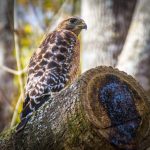 Red Shouldered Hawk